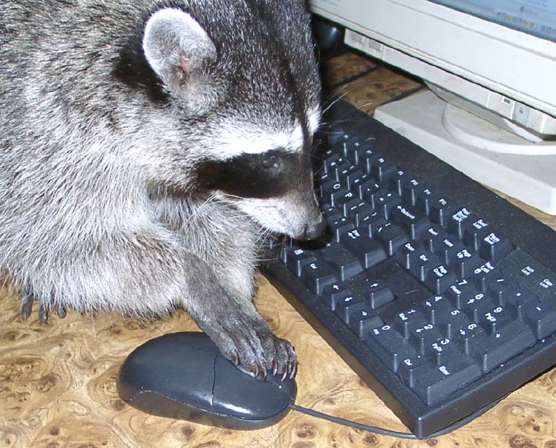 A raccoon putting their hand on a mouse in front of a keyboard.